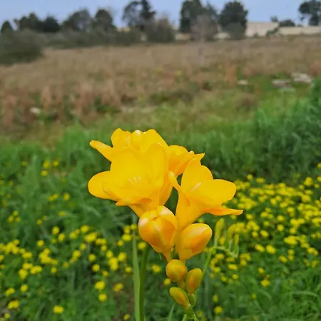 Priscio